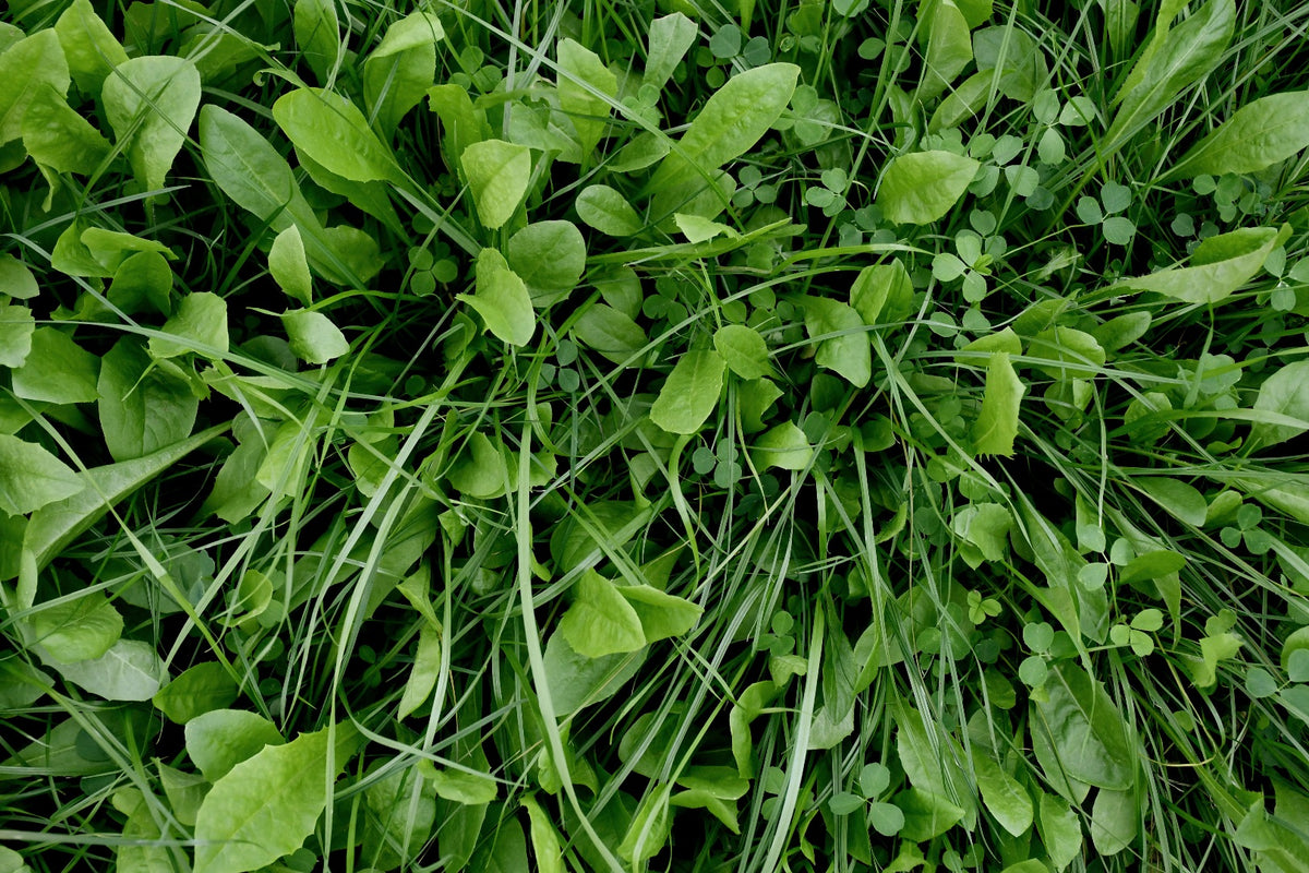 Clover & Deer Plot
