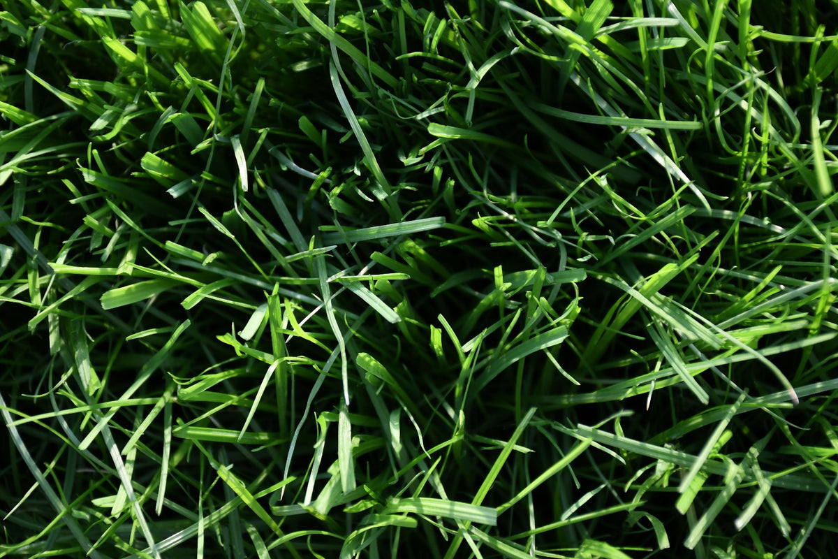All Grass Seed