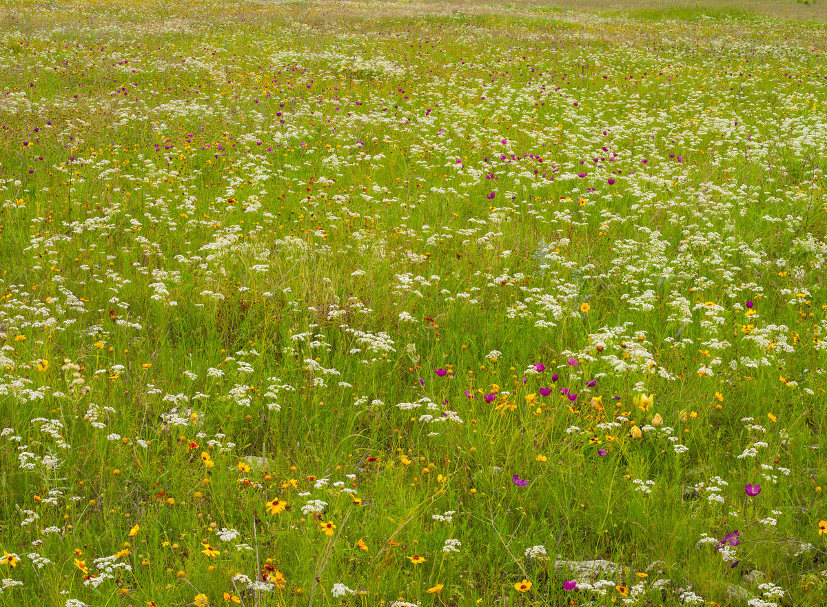 Wildflowers