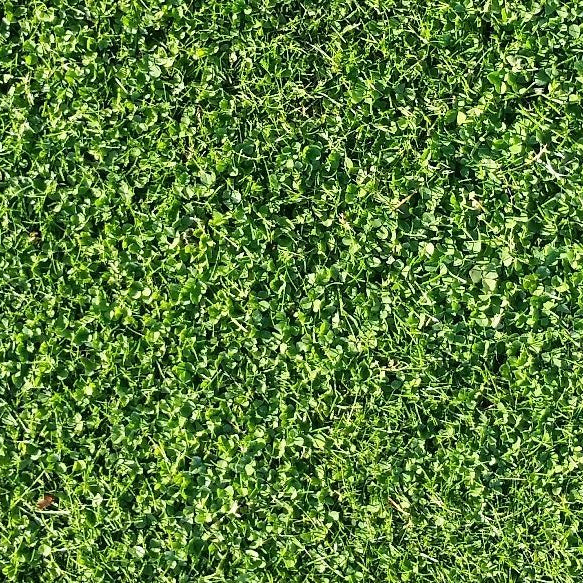 Micro Clover