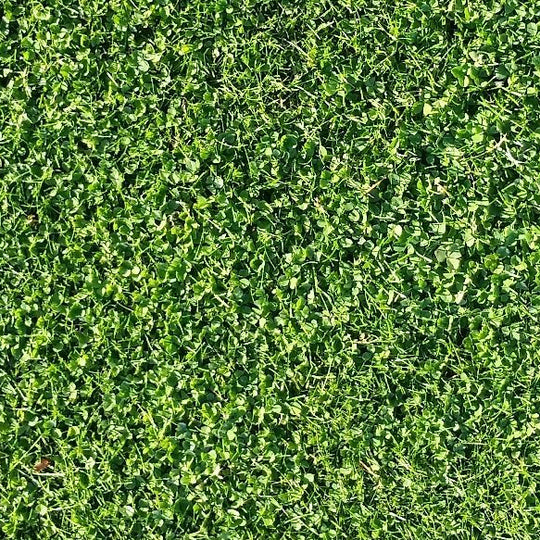 Micro Clover