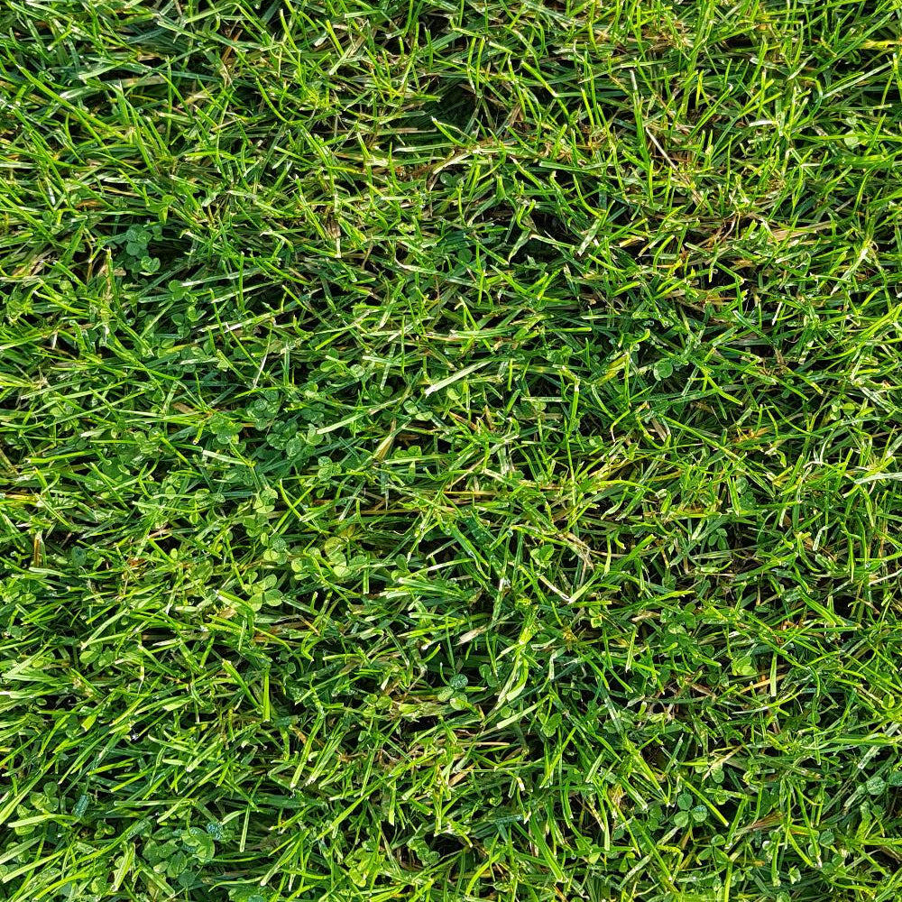 Micro Clover