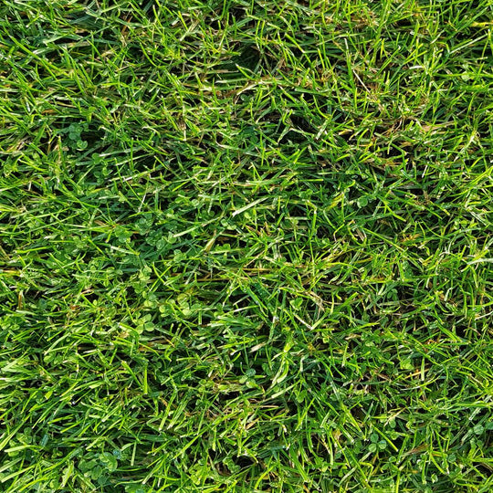 Micro Clover