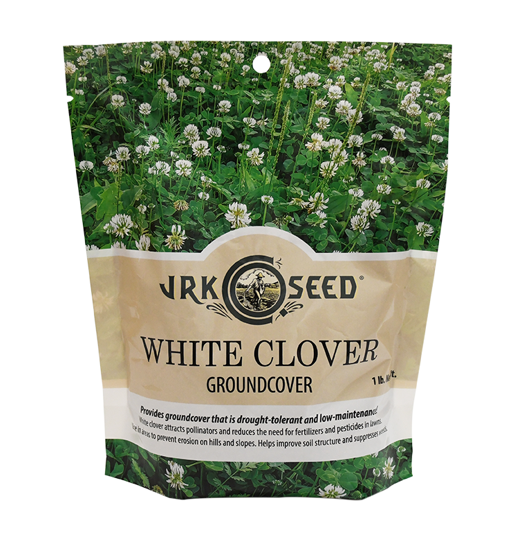 Dutch White Clover