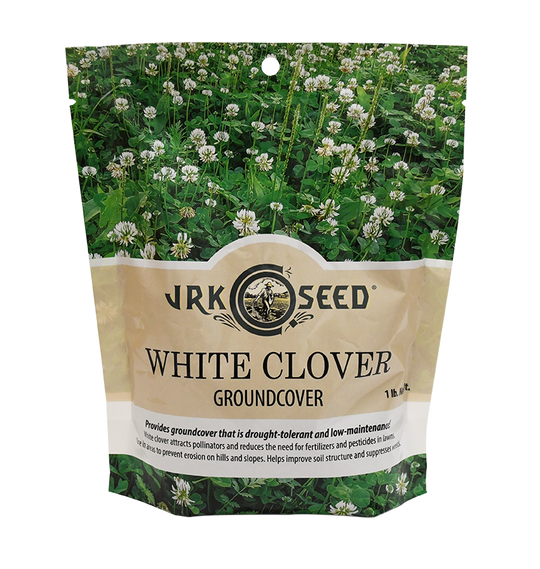 Dutch White Clover