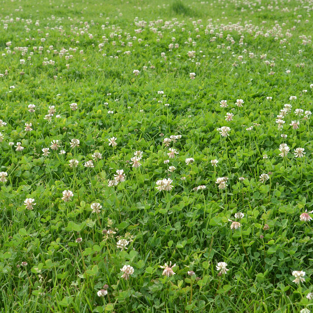 Dutch White Clover