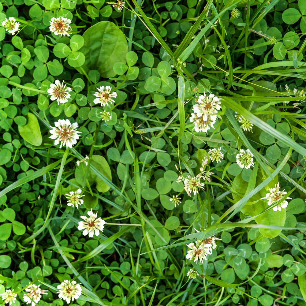 Dutch White Clover