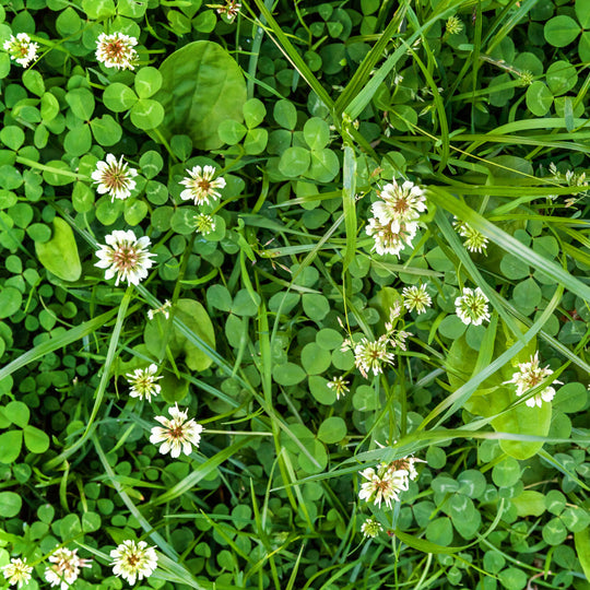 Dutch White Clover