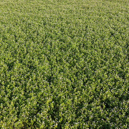 Dutch White Clover