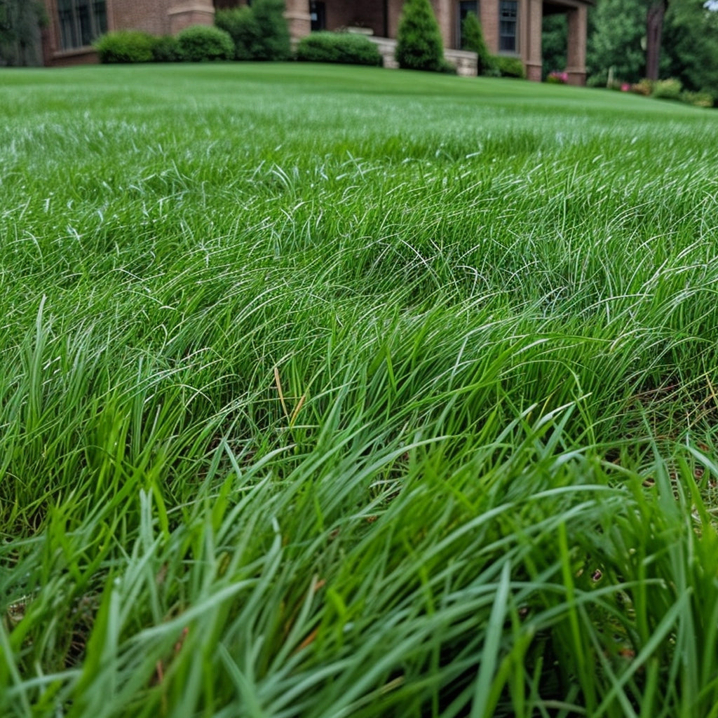 Low Grow No Mow Mix - Four Fescue with Tazo
