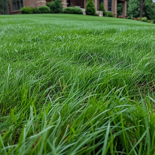 Low Grow No Mow Mix - Four Fescue with Tazo