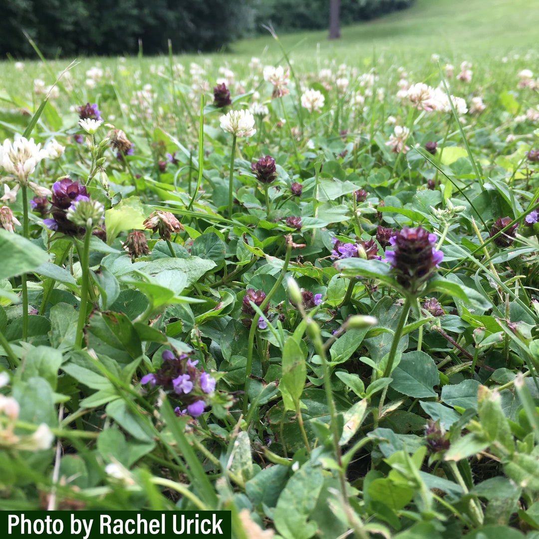 Pollinator Honeybee Lawn Mix
