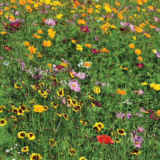 Short Prairie Wildflower & Grass Mix