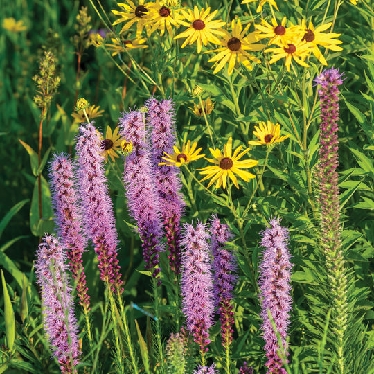 Tall Prairie Wildflower & Grass Mix
