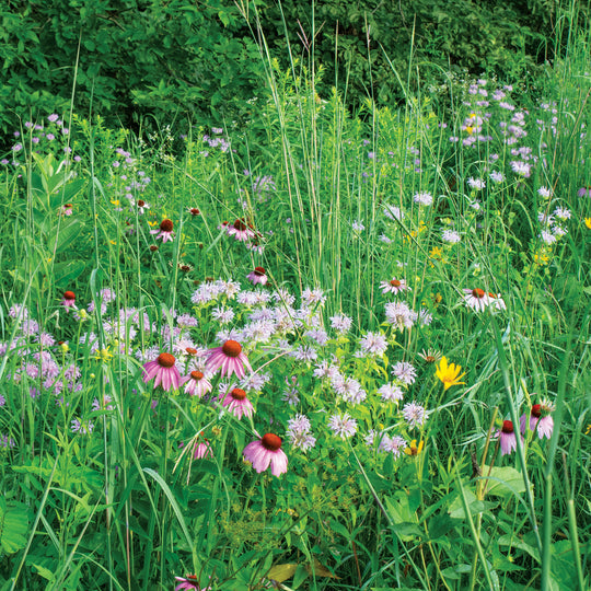 Wetland Prairie Wildflower & Grass Mix