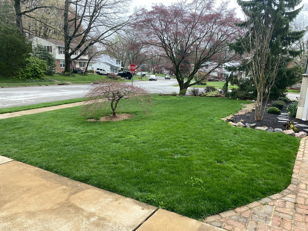 Low Grow No Mow Mix - Four Fescue with Tazo