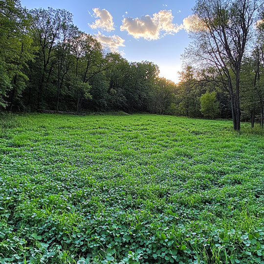 Perennial Deer Plot Mix