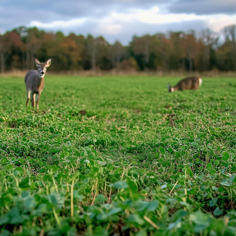 Perennial Deer Plot Mix