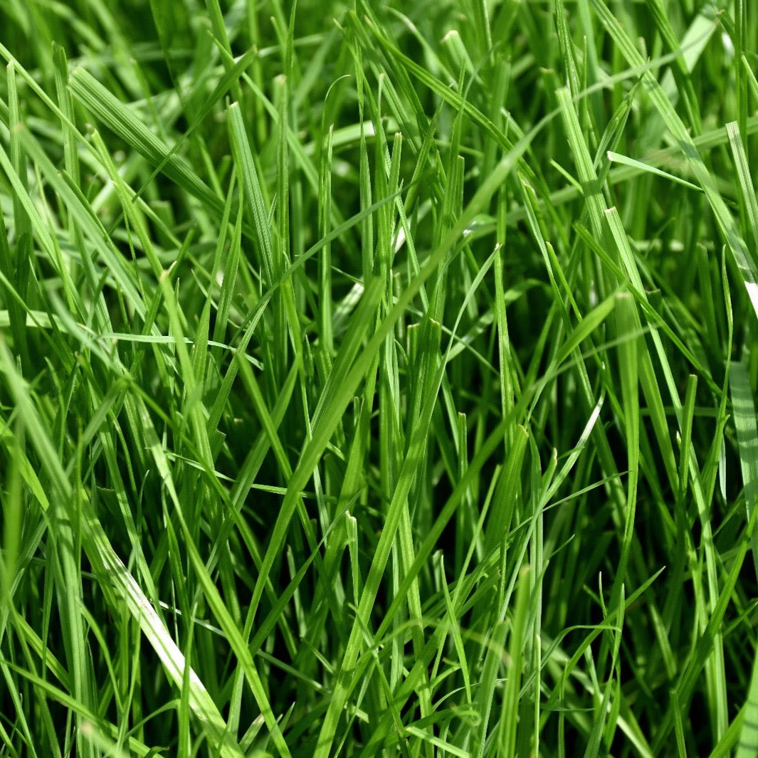 Gulf Annual Rye Grass
