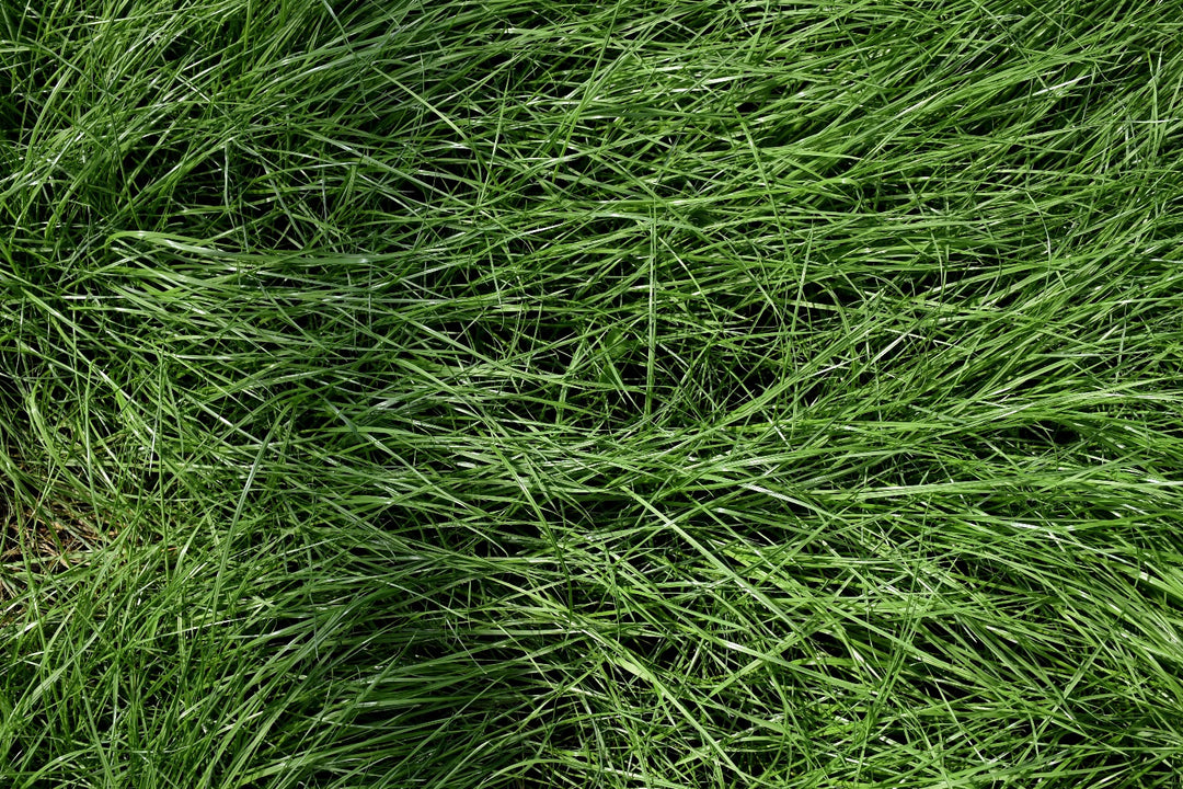 Country Lawn Mix