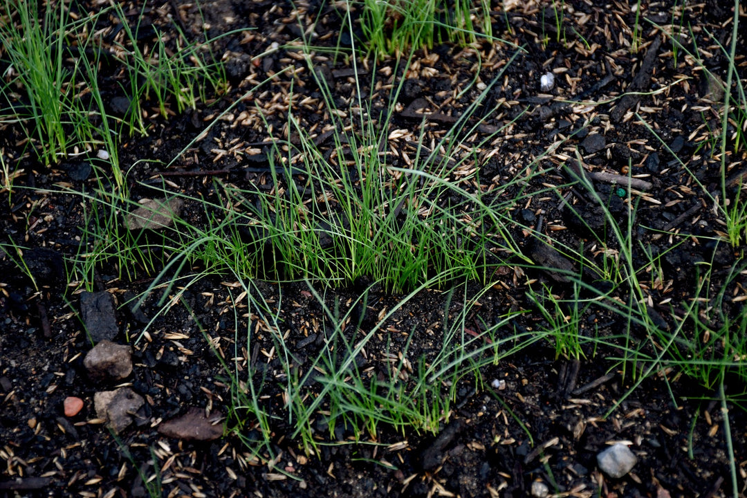 Premium Dense Shade Mix with Tazo