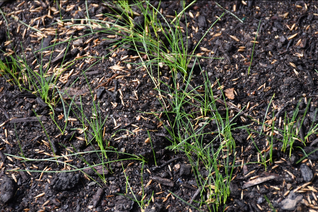 Fine Fescue Mix