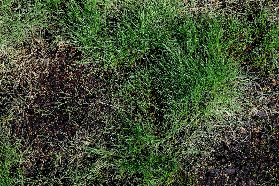 Low Grow No Mow Mix - Four Fescue with Tazo