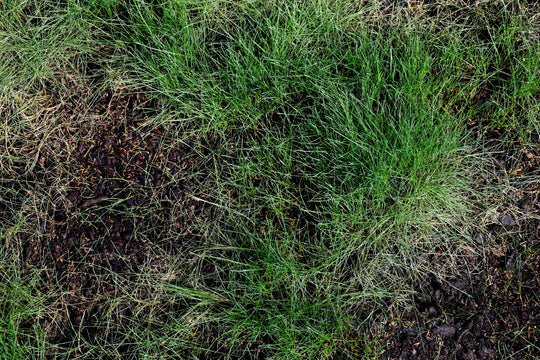 Low Grow No Mow Mix - Four Fescue with Tazo