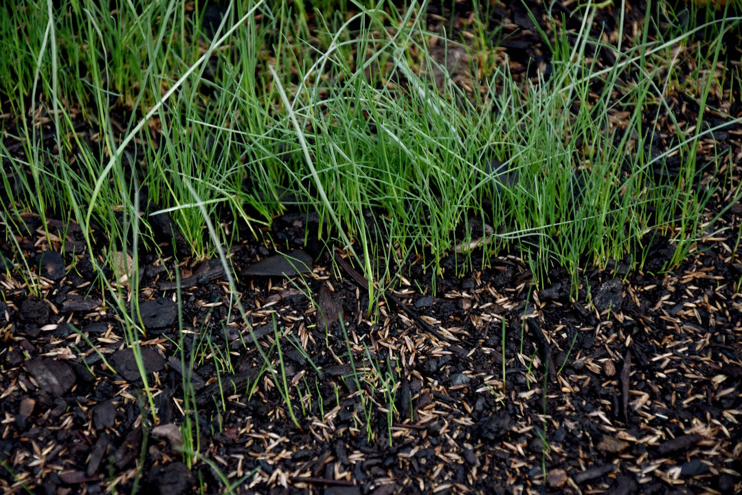 Premium Medium Shade Mix