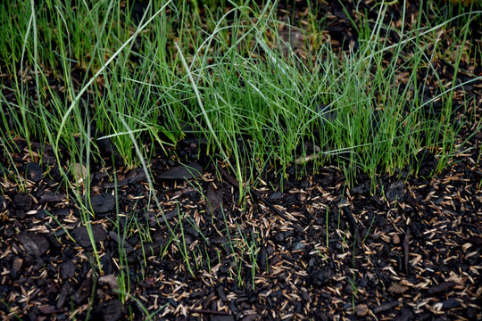 Premium Medium Shade Mix