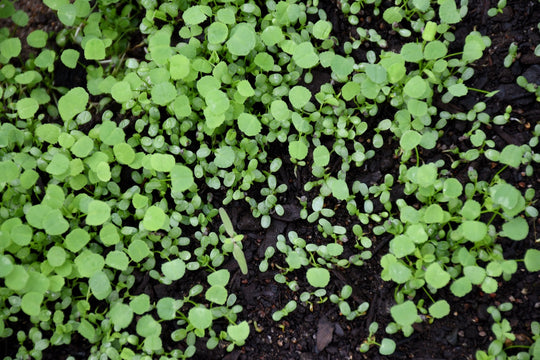 Micro Clover