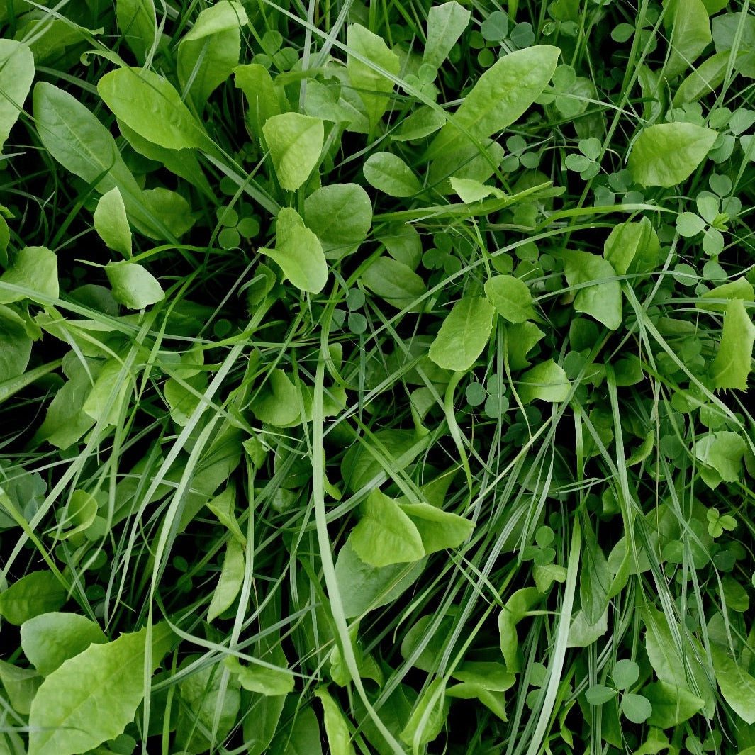 Perennial Deer Plot Mix