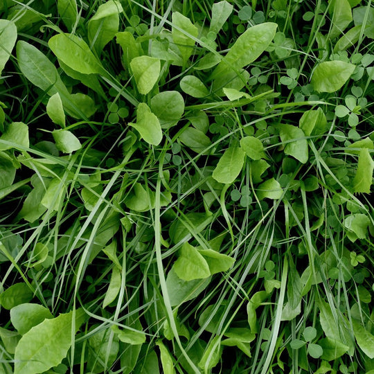 Perennial Deer Plot Mix