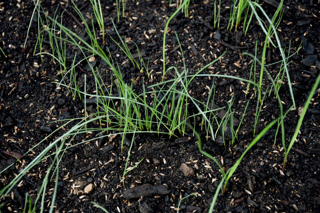 Perennial Rye Grass
