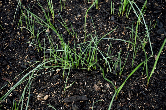 Perennial Rye Grass