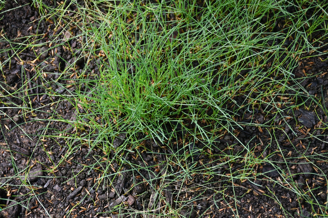 Boreal Creeping Red Fescue