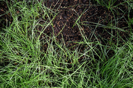 Sandy Soil Mix