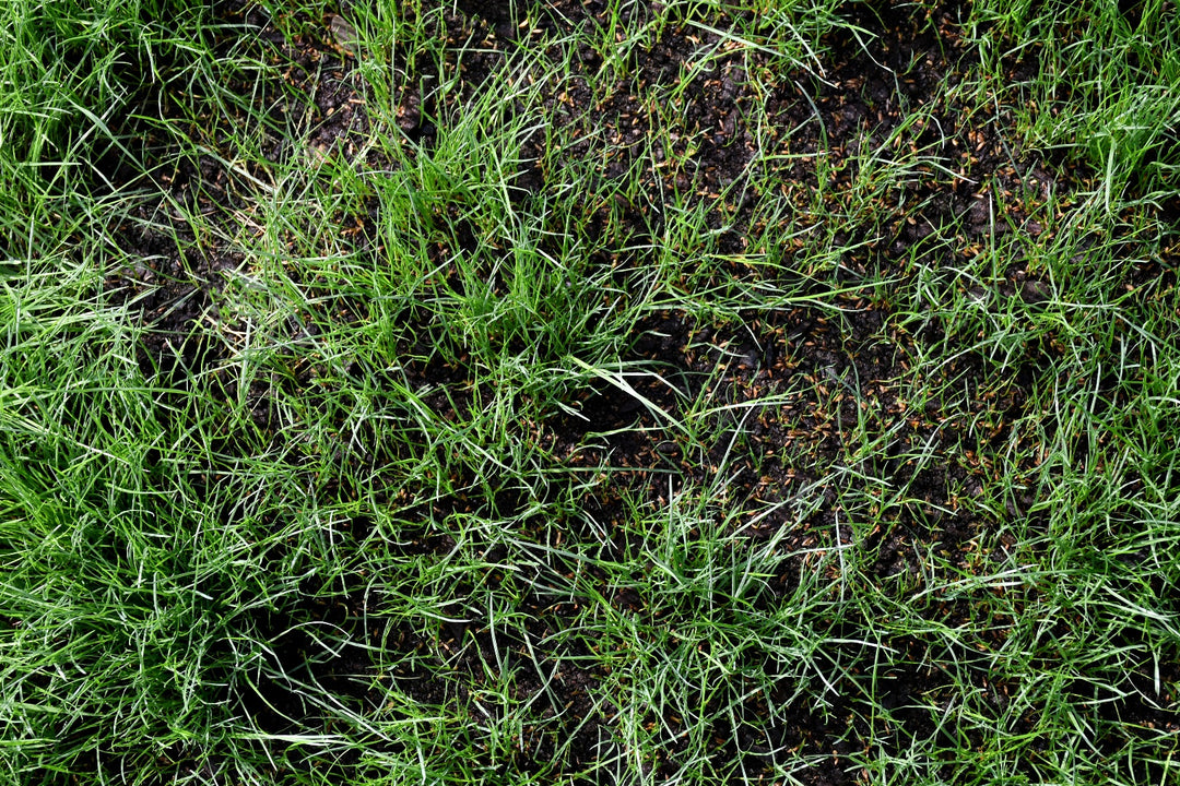 3-Way Perennial Ryegrass