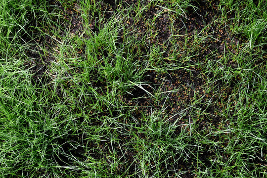 3-Way Perennial Ryegrass