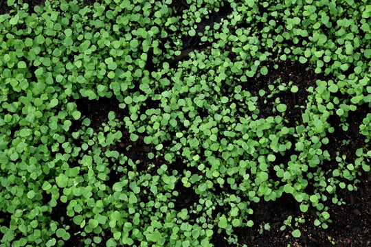 Dutch White Clover