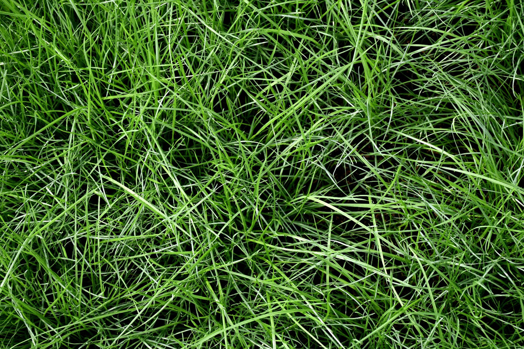 Gulf Annual Rye Grass