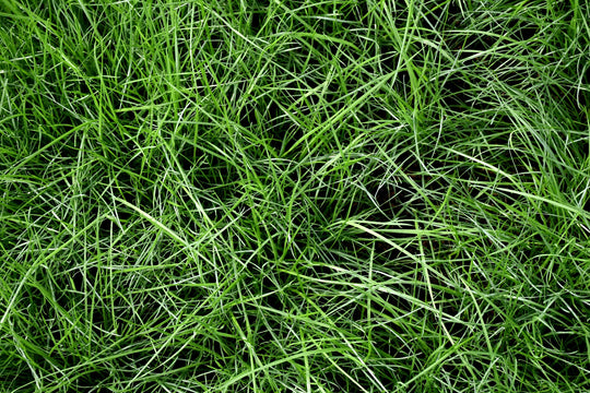 Gulf Annual Rye Grass