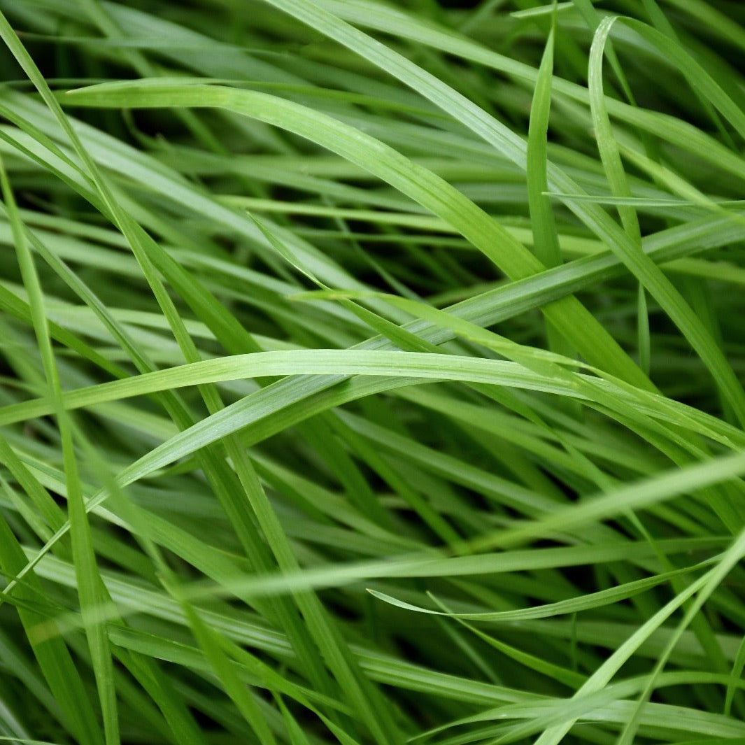 Country Lawn Mix