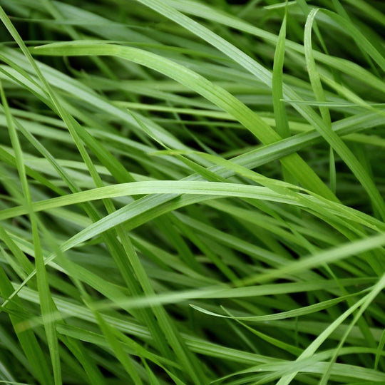 Country Lawn Mix