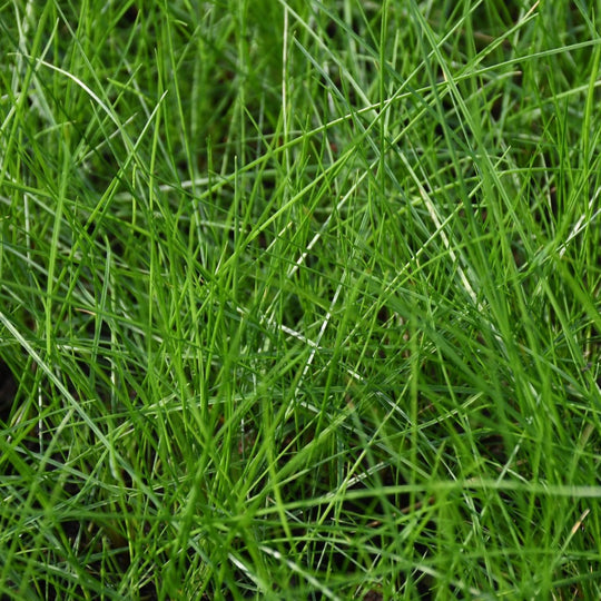 Fine Fescue Mix