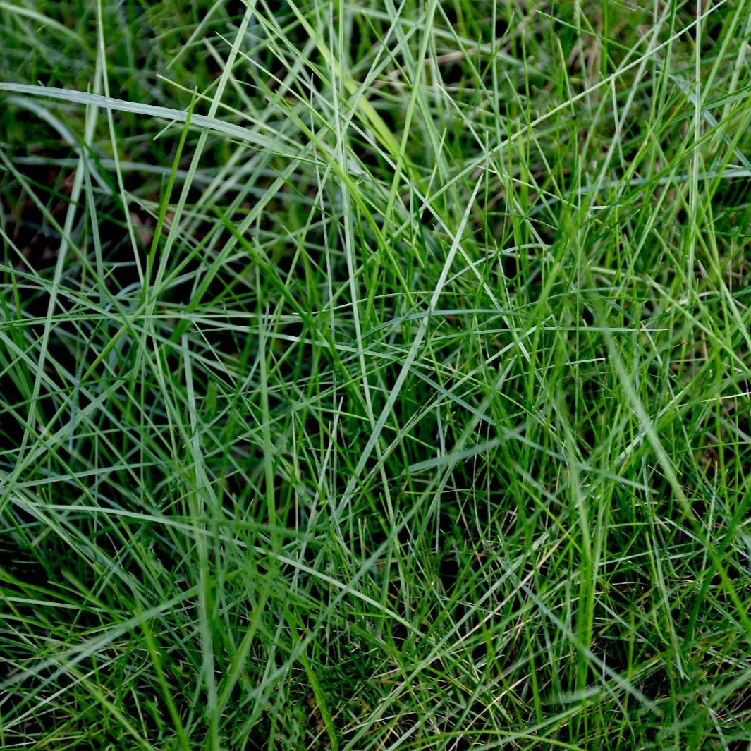 Low Grow No Mow Mix - Four Fescue with Tazo