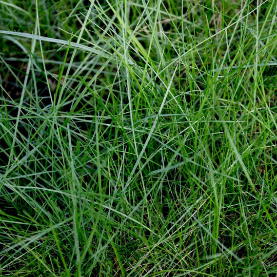 Low Grow No Mow Mix - Four Fescue with Tazo