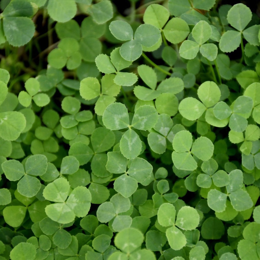 Micro Clover