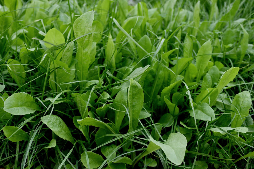 Perennial Deer Plot Mix