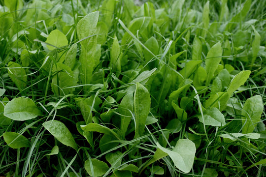 Perennial Deer Plot Mix